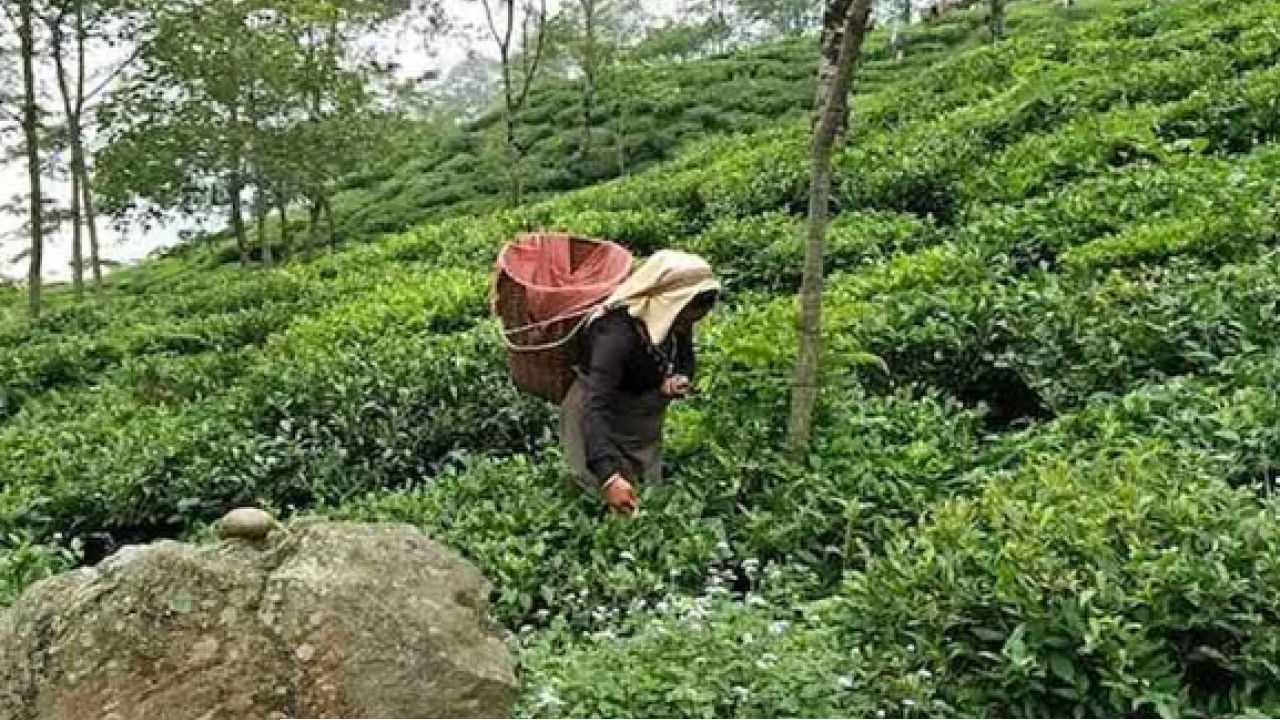 সংকটে &lsquo;ফার্স্ট ফ্লাশ&rsquo;! খরা আর পোকার হানায় বিপন্ন উত্তরের চা শিল্প 