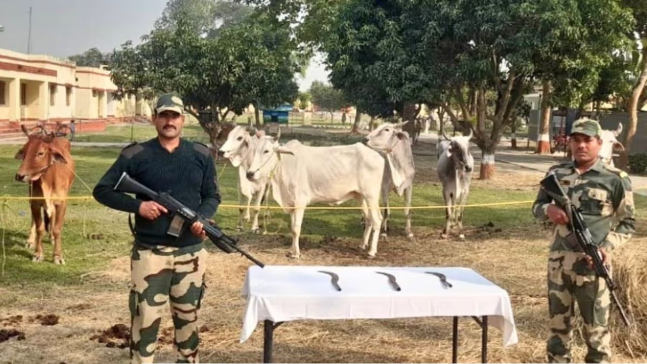 সীমান্তে রণক্ষেত্র! গোরু পাচার রুখতে গিয়ে বিএসএফ-গ্রামবাসী সংঘর্ষ, রায়গঞ্জে চরম উত্তেজনা