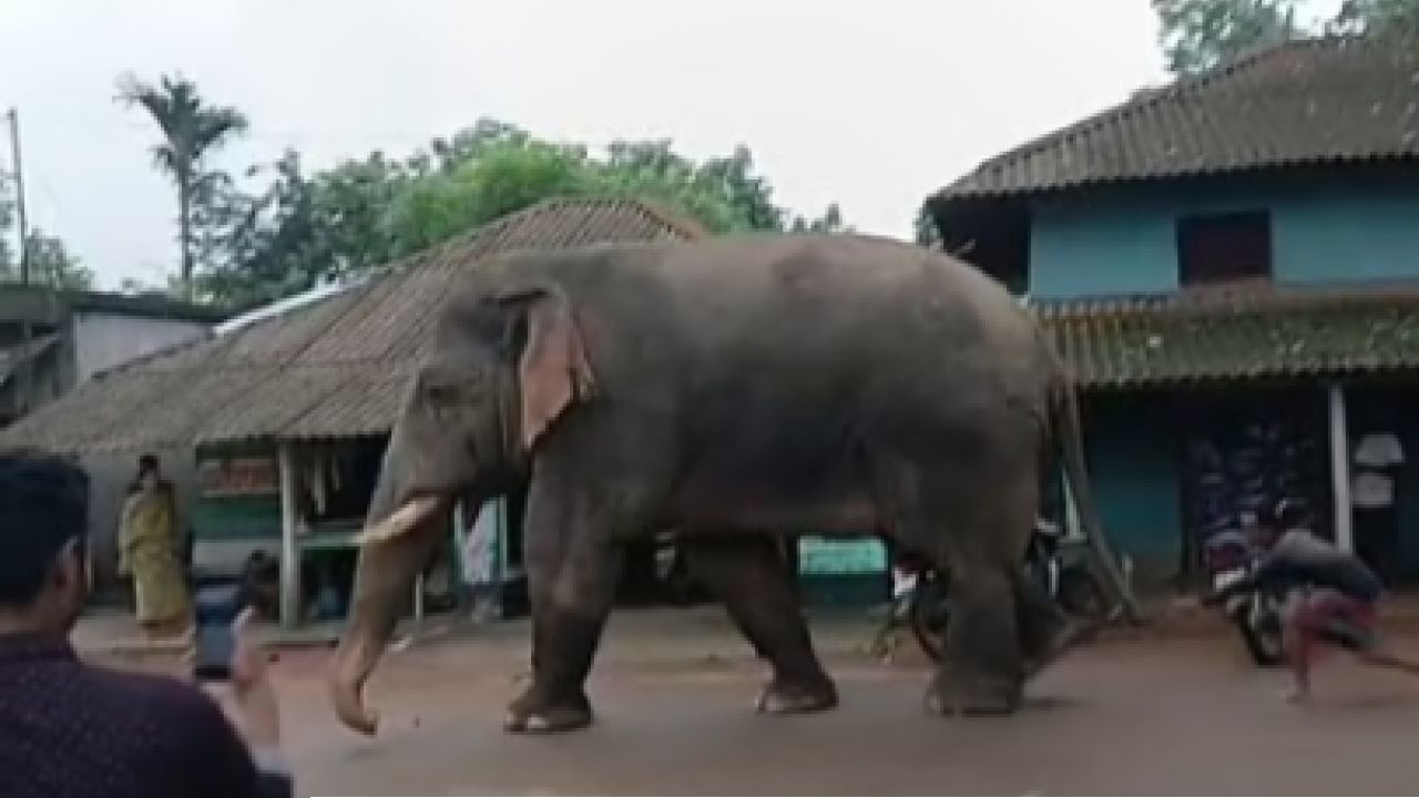 ভোটের লাইনে ‘রামলাল’! ঝাড়গ্রামে দাঁতালের দাপট সামলাতে বনদপ্তরের কড়া নজরদারি