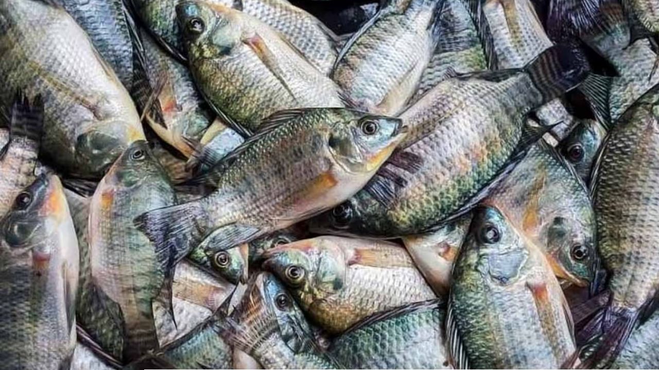 তাজা মাছের নামে বিষ খাচ্ছেন না তো? বাজার থেকে এনেই করুন এই ছোট্ট কাজ, নিমেষে দূর হবে মারণ কেমিক্যাল!