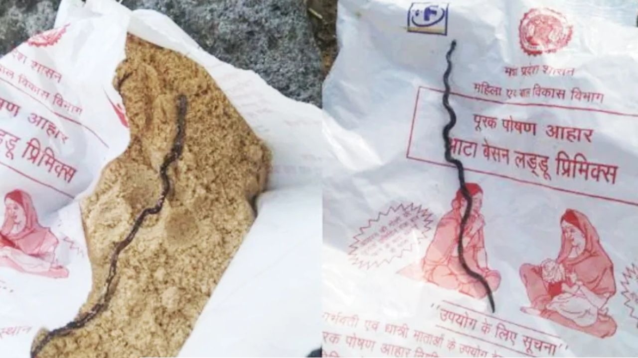 অঙ্গনওয়াড়ির পুষ্টিকর খাবারের প্যাকেটে আস্ত মরা সাপ! একরত্তি বিষ মেশানো লাড্ডু দেওয়া হলো অন্তঃসত্ত্বাকে, তারপর যা ঘটল…