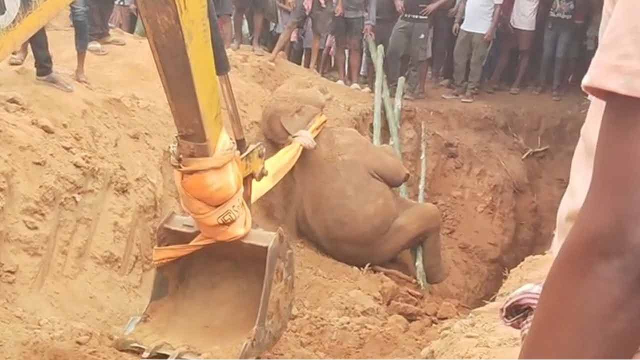 কুয়োর গভীরে ছটফট করছে সন্তান, শুঁড় বাড়িয়েও পেল না নাগাল! ঝাড়গ্রামে মা-হাতির চোখের সামনেই মর্মান্তিক পরিণতি