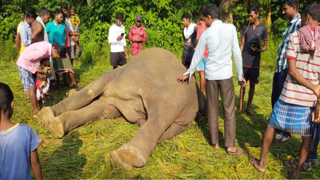 ফলের বাগান বাঁচাতে পাতা হয়েছিল মরণফাঁদ! ঝাড়গ্রামে হাতির মর্মান্তিক মৃত্যুর পর রাজস্থান থেকে পাকড়াও হোমস্টে মালিক