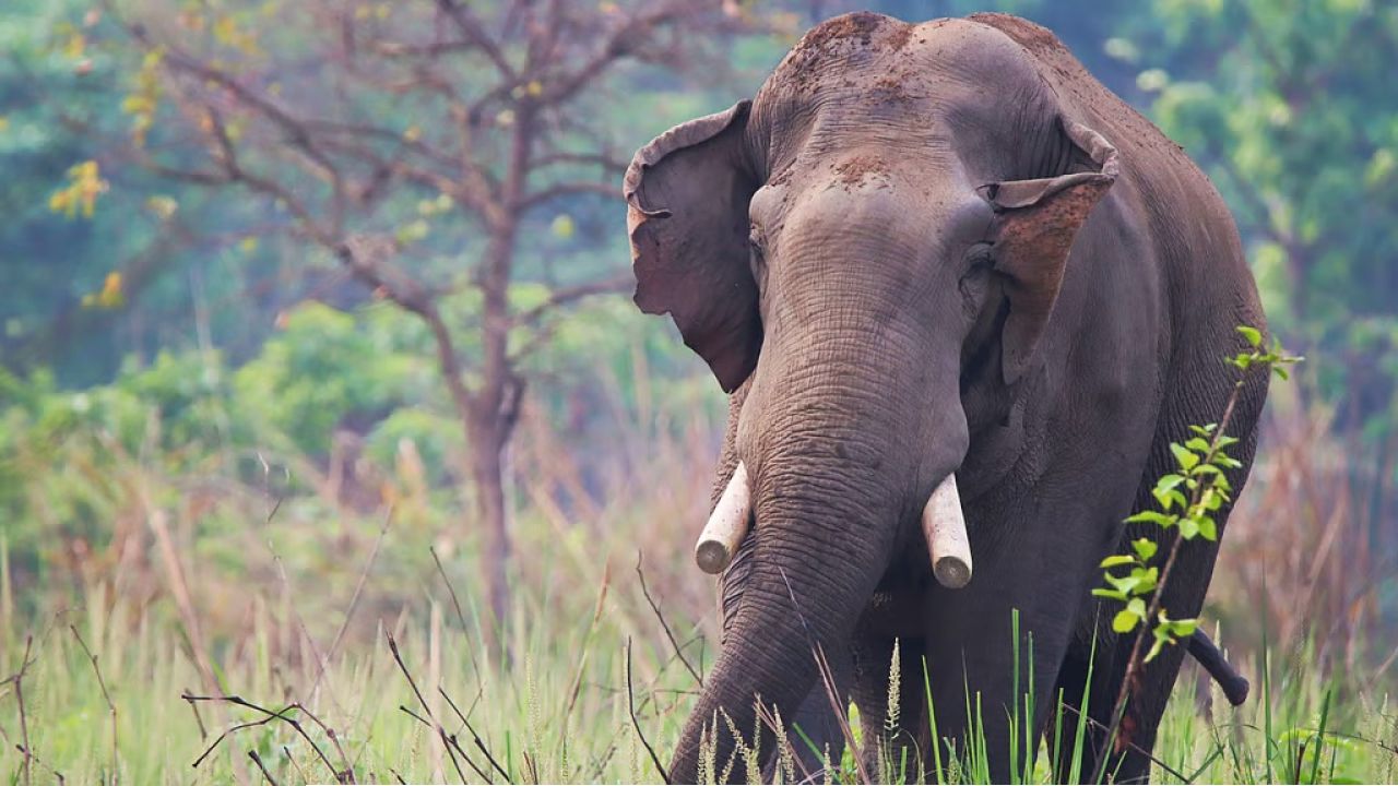 ১৪ বছর পরও পিছু ছাড়ল না ‘যমদূত’! একই হাতির হামলায় ফের মৃত্যু একই পরিবারের 