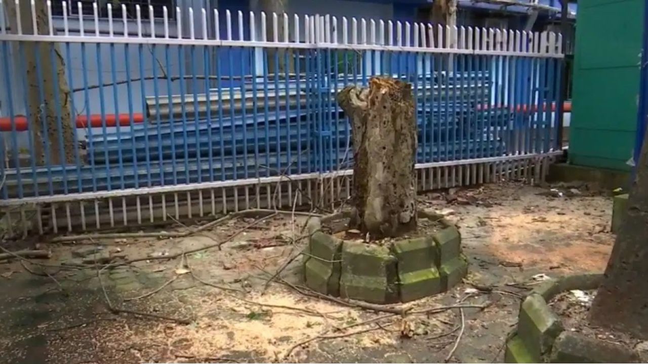 চিকিৎসা করাতে এসে আর ফেরা হলো না ঘরে! এসএসকেএমের ভেতরে আচমকা হুড়মুড়িয়ে ভেঙে পড়ল গাছ, চাপা পড়ে মৃত মহিলা