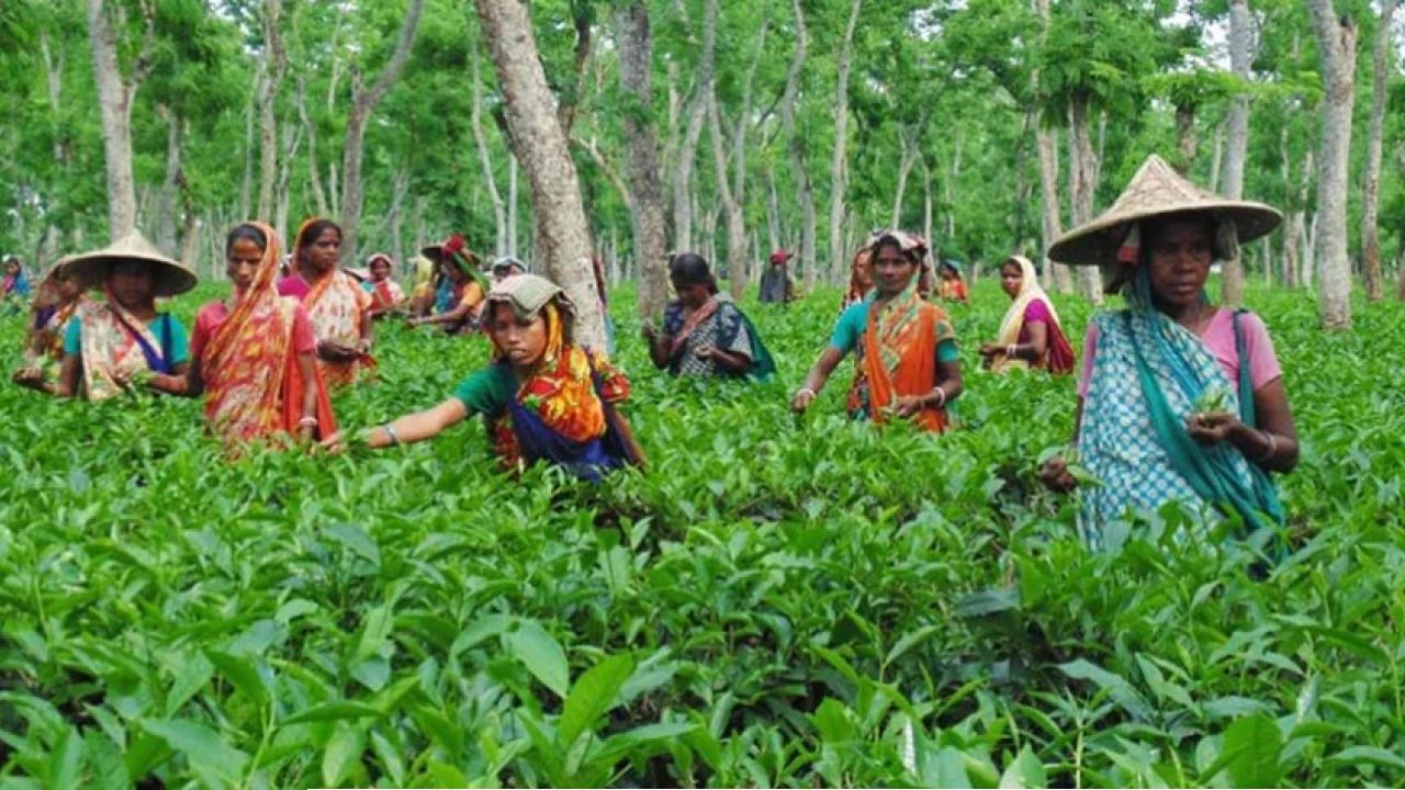 বৈঠকের জট এড়িয়ে সরাসরি নবান্নর নির্দেশিকা! পুজোয় ২০ শতাংশ বোনাস পাচ্ছেন উত্তরবঙ্গের ৫ লক্ষ চা-শ্রমিক