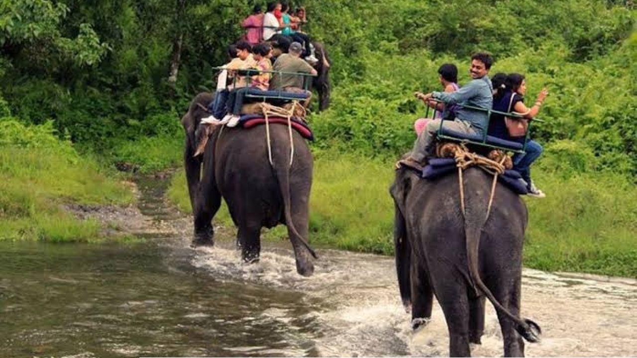  Jaldapara Safari Online Booking: পুজোয় জঙ্গল সফরের প্ল্যান? জলদাপাড়ায় এক মাস আগেই বুক করুন সাফারির টিকিট
