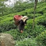 সংকটে ‘ফার্স্ট ফ্লাশ’! খরা আর পোকার হানায় বিপন্ন উত্তরের চা শিল্প