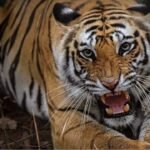 বাংলার জঙ্গলে এবার রয়্যাল বেঙ্গল টাইগারের দেদার গর্জন! একাধিক জেলায় বাঘ ছাড়ার মেগা প্ল্যান দিল্লির